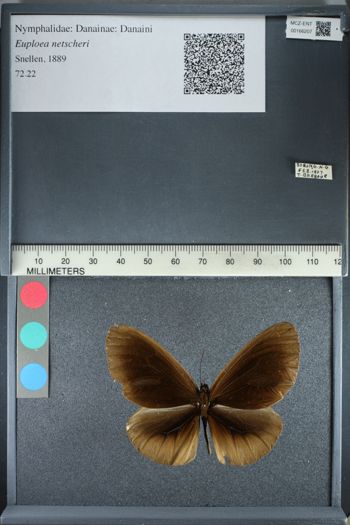 Media type: image;   Entomology 166207